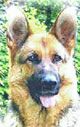 chien